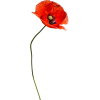 Flower Poppy - Piante - 