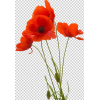 Flower Poppy - Rastline - 