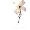 Flower/White - Piante - 