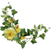 Flower Yellow rose - Rastline - 