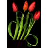 Flower - Plants - 