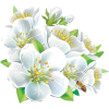 Flower - Resto - 