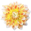 Flower - Ostalo - 