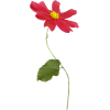 Flower Plants Red - Piante - 