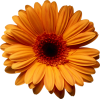 Flower Plants Orange - Rastline - 