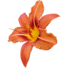 Flower Plants Orange - Piante - 