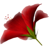 Flower Plants Red - Plantas - 