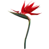 Flower Plants Red - Rośliny - 