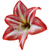 Flower Red - Plantas - 