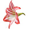 Flower Red - Piante - 