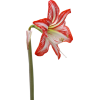Flower Red - 植物 - 