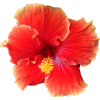 Flower Red - Plantas - 