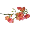 Flower Colorful - Rośliny - 