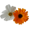 Flower Colorful - Rastline - 