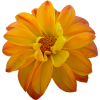 Flower Yellow - Rośliny - 