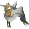Flower - Piante - 