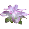 Flower - 植物 - 