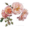 Flower - Illustrations - 