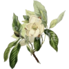 Flower - Rascunhos - 