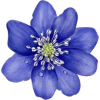 Flower - Rascunhos - 