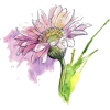 Flower - Illustraciones - 