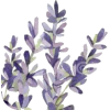 Flower - Иллюстрации - 