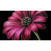 Flower - Items - 