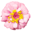 Flower Plants Pink - Rastline - 