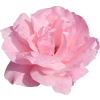 Flower Plants Pink - Rośliny - 
