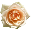 Flower Rose - Растения - 