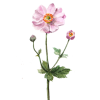 Flower - Plants - 