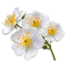 Flower - Rośliny - 