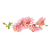 Flower - 植物 - 