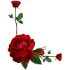Flower - Plants - 