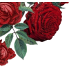 Flower - Biljke - 