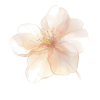 Flower - 植物 - 