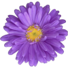 Flower - Pflanzen - 