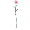 Flower - Uncategorized - 