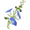 Flower, blue, morning glory - Plantas - 