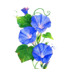 Flower blue morning glory - Plants - 