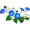 Flower blue morning glory - Plants - 