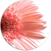 Flower daisy - Растения - 