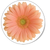 Flower daisy - Rośliny - 