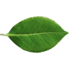 Flower leaf - Plantas - 