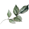 Flower leaf - Растения - 