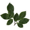 Flower leaf - Plantas - 