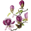 Flower, purple, magnolia - Rośliny - 