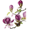 Flower, purple, magnolia - 植物 - 