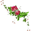 Flowers Roses - Rastline - 