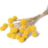 Flowers Yellow - Rastline - 
